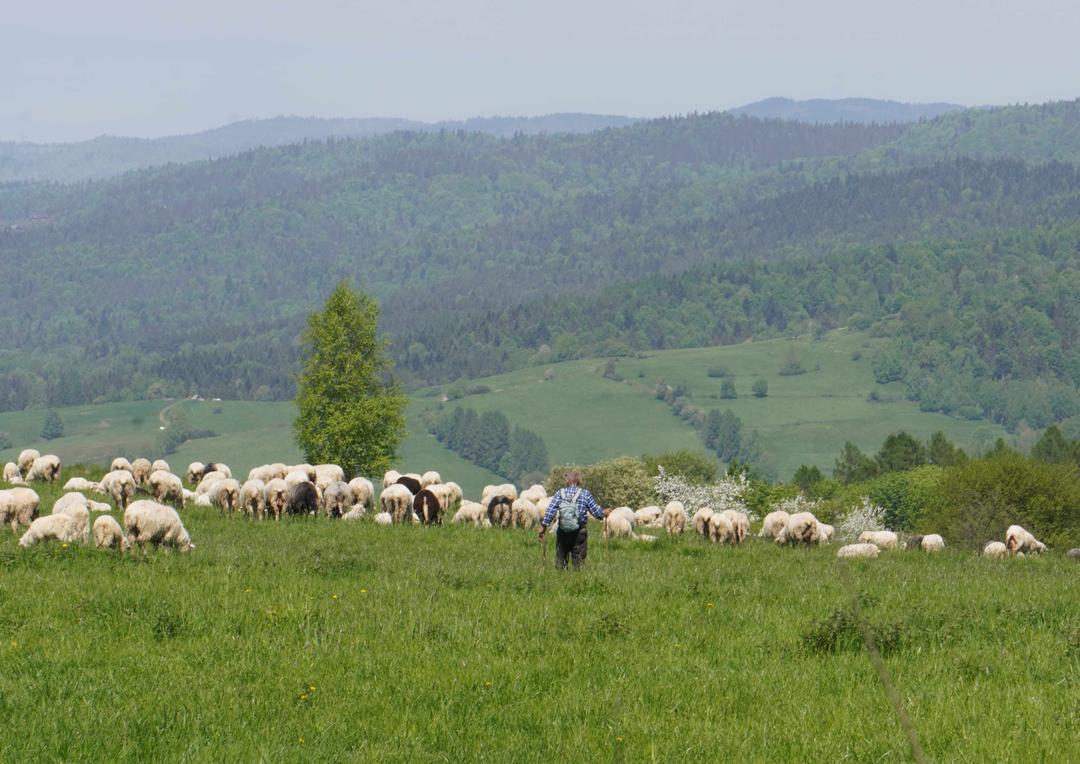 Pieniny Mountains and sheep
